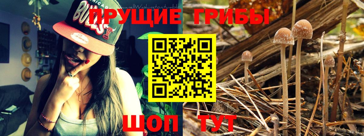Грозный  закладка  Вход с VPN  Галлюциногенные грибы GOLDEN TEACHER 